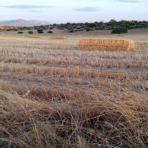 Agricultura de secano en Toledo