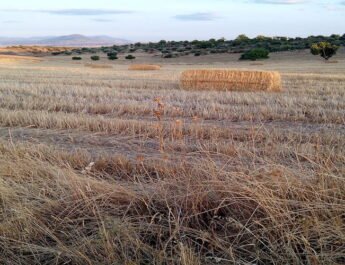 Agricultura de secano en Toledo