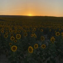 Girasoles con atardecer